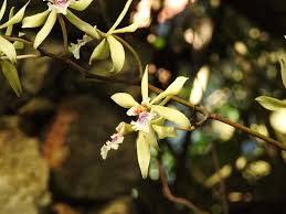 Image result for Annickia ambigua