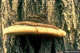 Image result for Phellinus rimosus