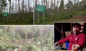 Beragam keunikannya dijamin bisa membuat terpesona! Hutan Pinus Di Nanggala Toraja Utara Gundul Ini Penyebabnya Transparansi Indonesia