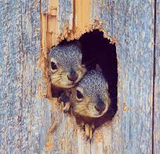 I Apparently Am In Love With Squirrels Recently So Many Cute Squirrels Pictures Cute Animals Baby Animals Cute Squirrel