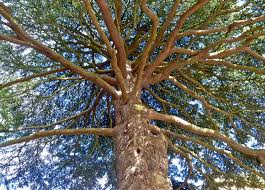 Worms Eye View Of One Of The Magnificent Pine Trees In Spetchley Park Gardens Near Worcester Known As Elgar S Pines T Worms Eye View Tree Enchanted Forest