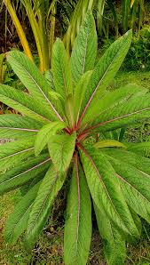 Image result for Napoleonaea gossweileri