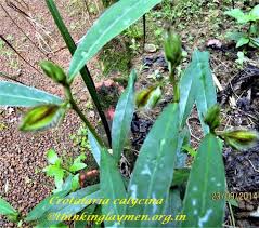 Image result for Crotalaria calycina