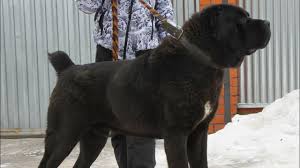 Bred to defend flocks from wolves and bears, guard property and. Alabai Dog Price Online