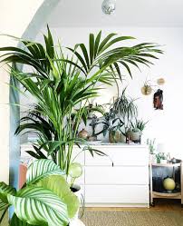Kentia Palm Plants Palm Plant Kentia Palm