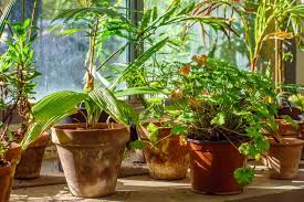 This is one creative way to turn your empty aquarium into a lively greenhouse or terrarium. Indoor Greenhouse Space Requirements Needs And Benefits