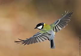 Cinke first name was found 1 times in 1 different countries. Cinke Birdphotography Hu