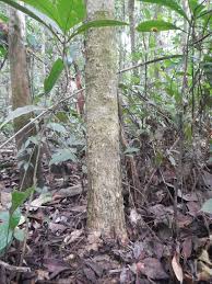 Image result for Pachylobus osika