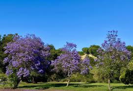 Common ornamental trees southern california. Three Blue Jacaranda Trees Jacaranda Mimosifolia In Southern California Today Jacaranda Tree Flowering Trees Tree