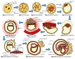 human embryonic development wikipedia