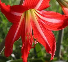Pin On Gardening