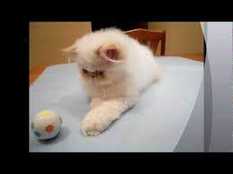 | we are able to achieve sapphire blue eyes as well creating a. Sweetest Flame Point Himalayan Persian Male Youtube