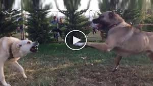 Sivas Kangal Sert Atisma Agir Cekim Anatolian Shepherd Sivas Kangal Dog Vs Slow Motion Kangal Kopegi Pitbull Akbas