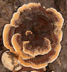 Image result for Pancovia holtzii