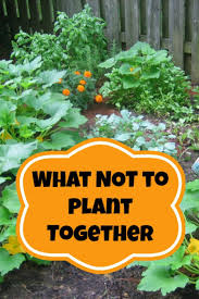 So many varieties of flowers, vegetables and herbs as a suitable sunflower companion. Companion Planting What Not To Plant Together Moms Need To Know Plants Growing Vegetables Companion Planting