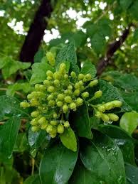 Image result for Nuxia