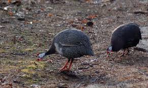 We did not find results for: Male And Female Guinea Fowl Someone Is Raising Gunea Fowl Flickr