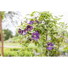 We did not find results for: Clematis Viticella Minuet Pflanzen Fur Dich De 5 95