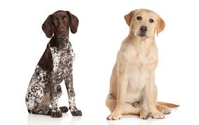 They are very commonly used in hunting today. Pointer Labrador Mixes A Complete Guide With Pictures Embora Pets