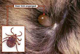 Slideshow What You Need To Know About Fleas And Ticks Types Of Ticks Ticks On Dogs Ticks