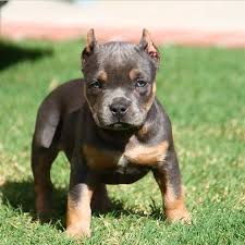 Take a look at our puppies page to see our available bully. Tri Color American Bully Puppy Bully Breed Photos This Is Bully