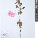 Image result for Acalypha bipartita