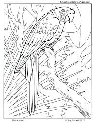Kleurplaat Bloem Plant Dier Colouring Picture Flower Animal Papegaaien Parrots Bird Coloring Pages Cool Coloring Pages Jungle Coloring Pages