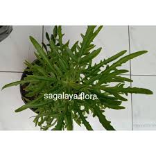 Tanaman hias cocor bebek memiliki berbagai jenis dan kaya manfaat. Cutting Stek Tanaman Hias Jenis Cocor Bebek Shopee Indonesia