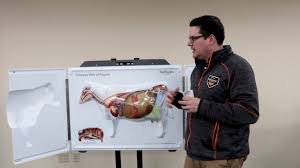 Cow Anatomy 3d Flip Chart