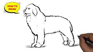 How To Draw Newfoundland Dog Easy And Step By Step. - Youtube