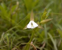 Image result for Eulophia elegans