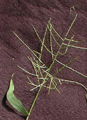 Image result for Digitaria velutina