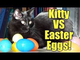 Lots Of Easter Kitty Fun In This Video Http Www Sparklecat Com Weird Cat Videos Sunday Catinee Easter Egg Hunt Black Cat Humor Easter Cats Crazy Cats