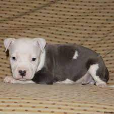We did not find results for: Pitbull Terrier American Puppies For Sale In De Md Ny Nj Philly Dc And Baltimore Pitbull Puppies For Sale Pitbulls Pitbull Puppies