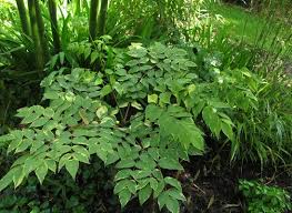 Image result for Araliaceae