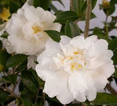 Diana Camellia Southern Living Plant Collection Southern Living Plants Plant Collection