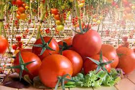 How To Grow Hydroponic Tomatoes Green And Vibrant