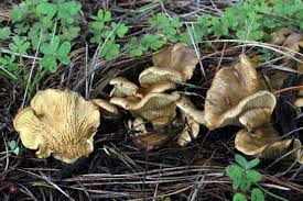 Image result for Paxillus panuoides