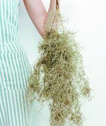 It doesn't need fertilizer or much water to grow and it's great for water filtration and erosion control. Indoor Plant Lore Otago Daily Times Online News