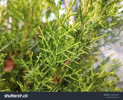 Image result for Casuarina junghuhniana