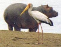 Image result for Pseudoeriosema longipes