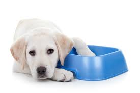 Add warm water to his dry puppy food to make a soupy mixture. Puppy Won T Drink Water From A Dish Thriftyfun