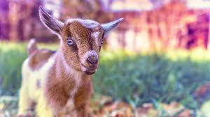 Goat Wallpapers Top Free Goat Backgrounds Wallpaperaccess Get inspired by these amazing goat logos created by professional designers. goat wallpapers top free goat