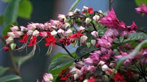 We did not find results for: What Is This Shrub With Small Red Flowers Found In St Lucia Gardening Landscaping Stack Exchange