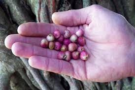 The flowers are concealed in the fleshy receptacle commonly known as 'fig'. Step By Step Guide To Grow A Banyan Tree Bargad Ka Ped Rgyan