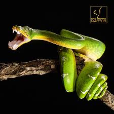 Emerald tree boas have large heat sensors with which they can sense infrared radiation and detect prey. Exo Terra Striking Emerald Tree Boa Or Corallus Caninus Facebook