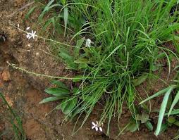 Image result for Trachyandra saltii