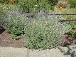 Image result for Lavandula dentata