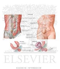 How to know if you have a hiatal hernia. Abdominal Wall Ventral Hernias