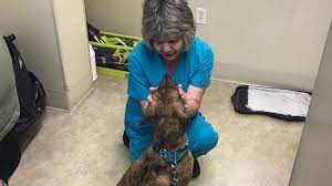 Together with petsmart charities, we help save over 1,500 pets every day through adoption. No Kill Shelters Know Your Options Before You Adopt Or Surrender A Pet Toledo City Paper